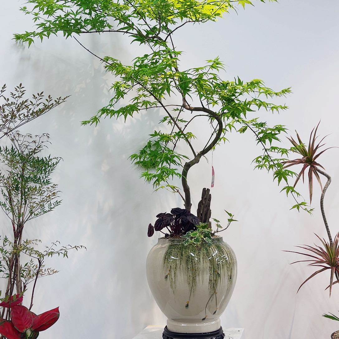高端绿植一物一拍