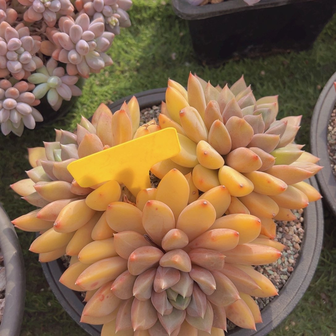 香玉的故事是一个人的故事