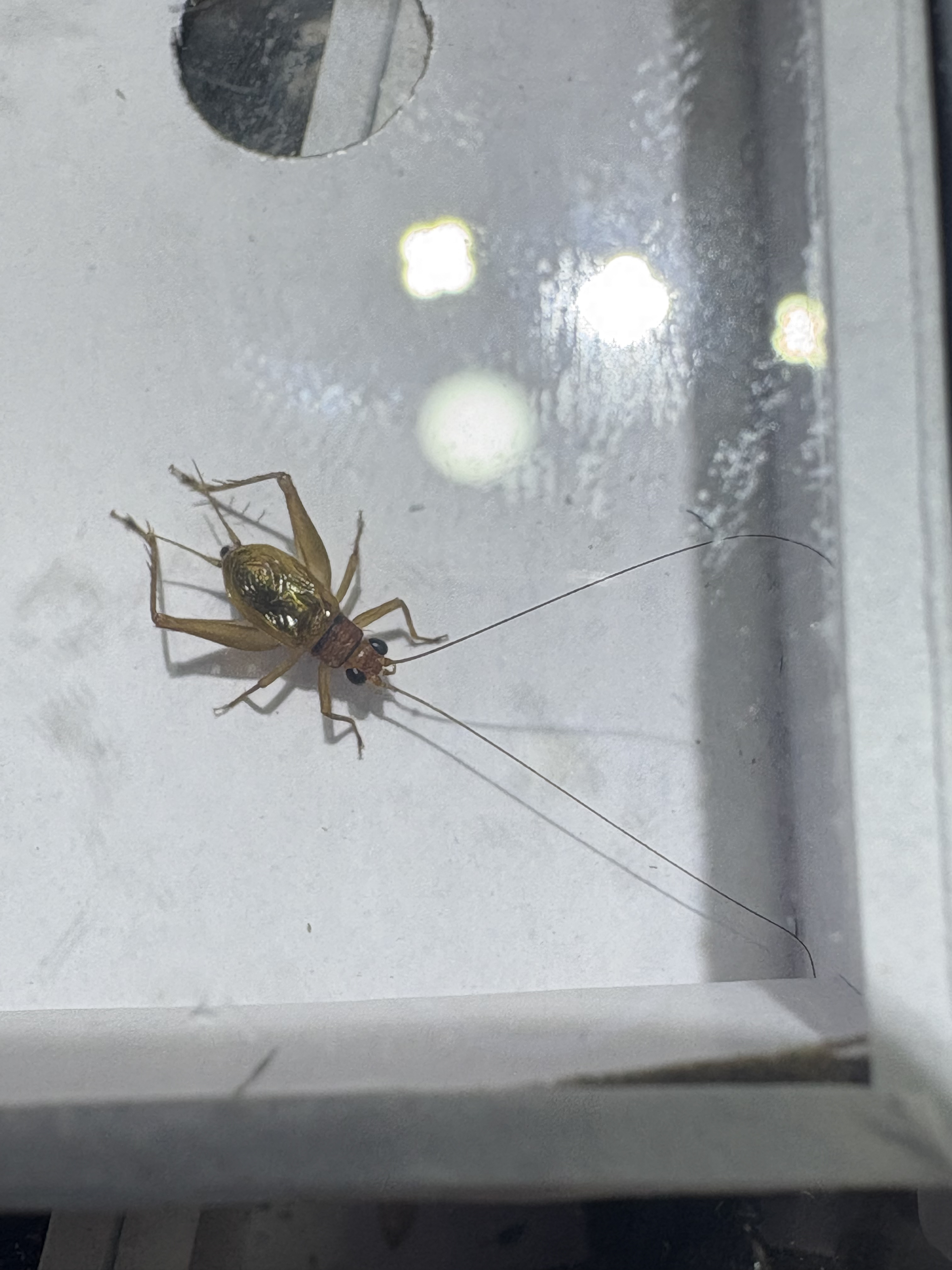 红头黑眼睛暗瑞蛉爬宠模具