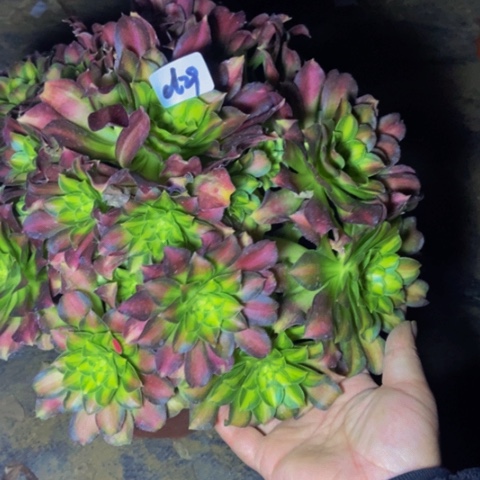 韶华缺水浇水就好29多肉