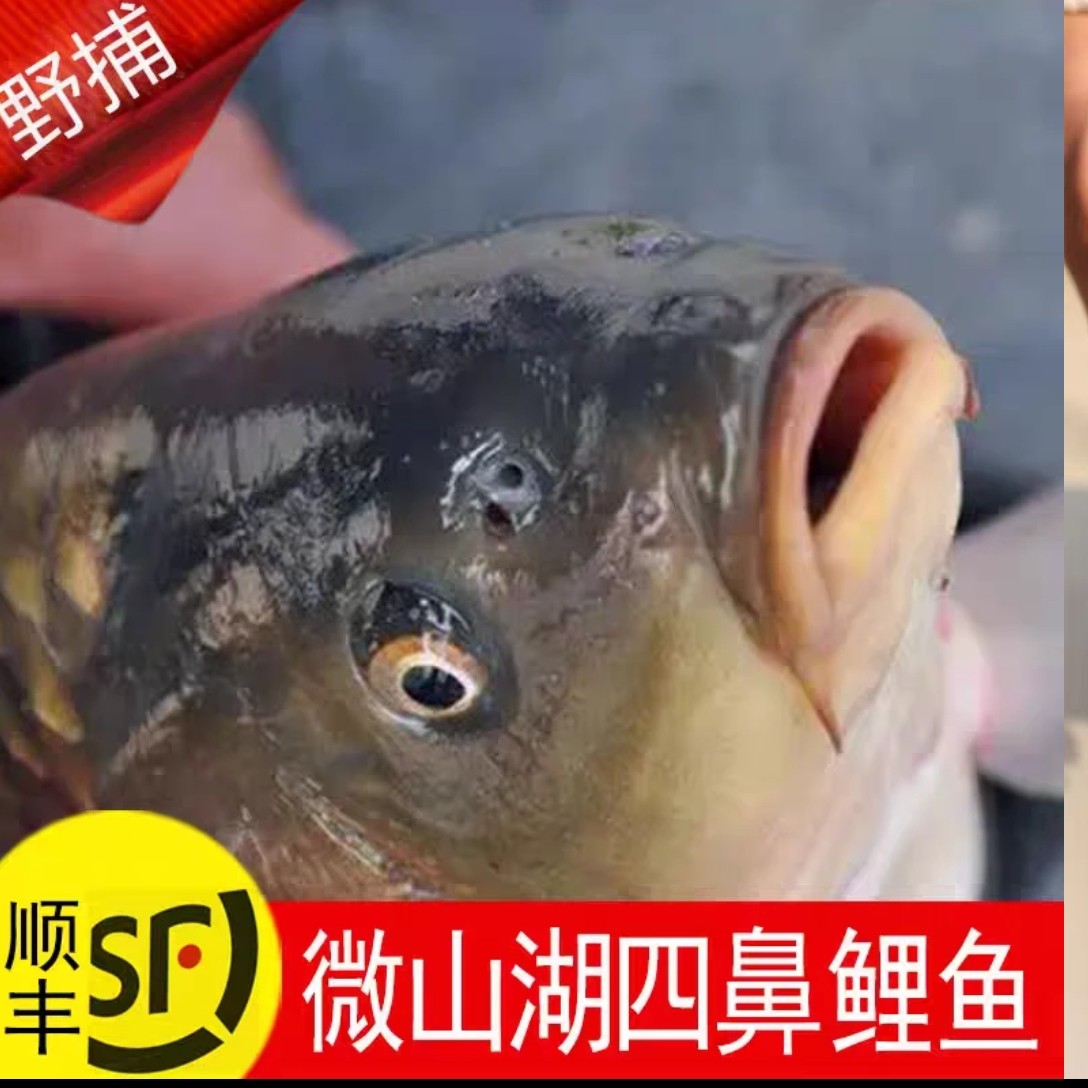 微山湖野生  鲤鱼 直播间现场为准 《直播专用》