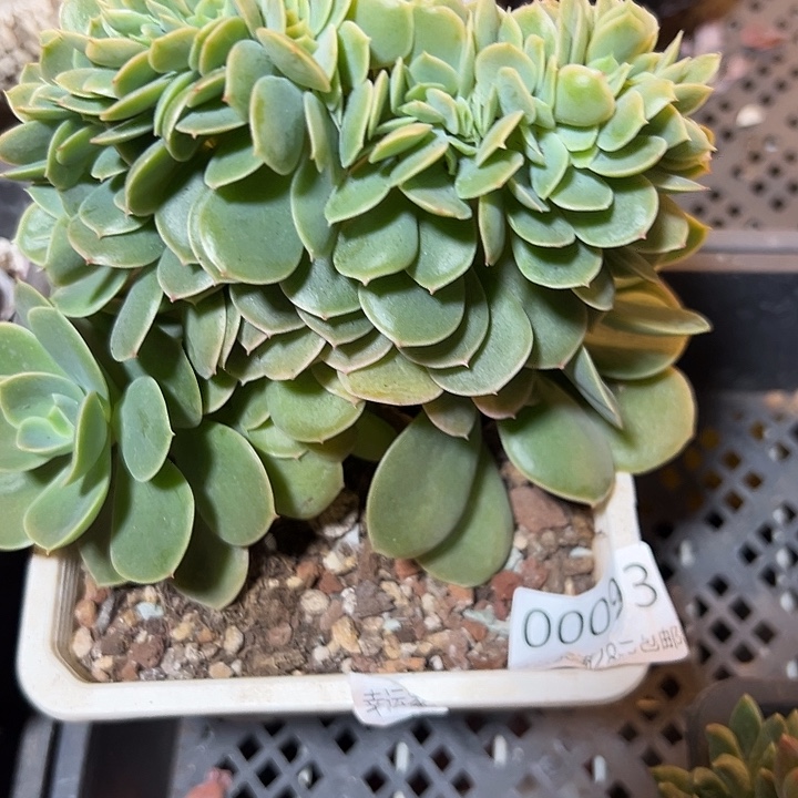 幸运的是我还没遇到过