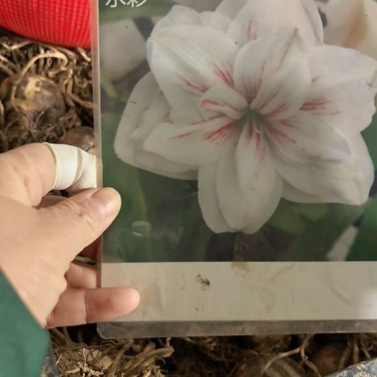 当前无花栽培后可以开花水彩6厘米裸根球