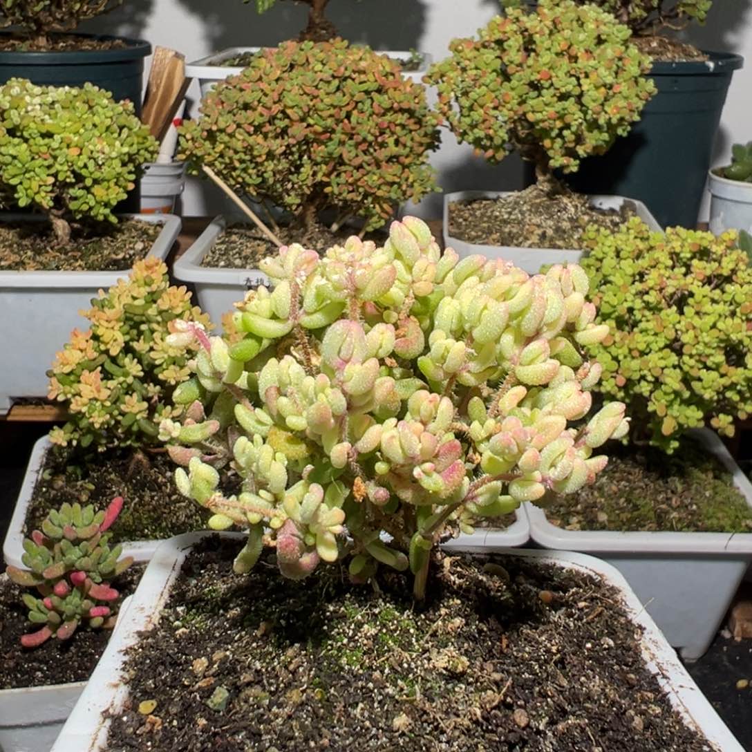 D3138红宝石锦枝干