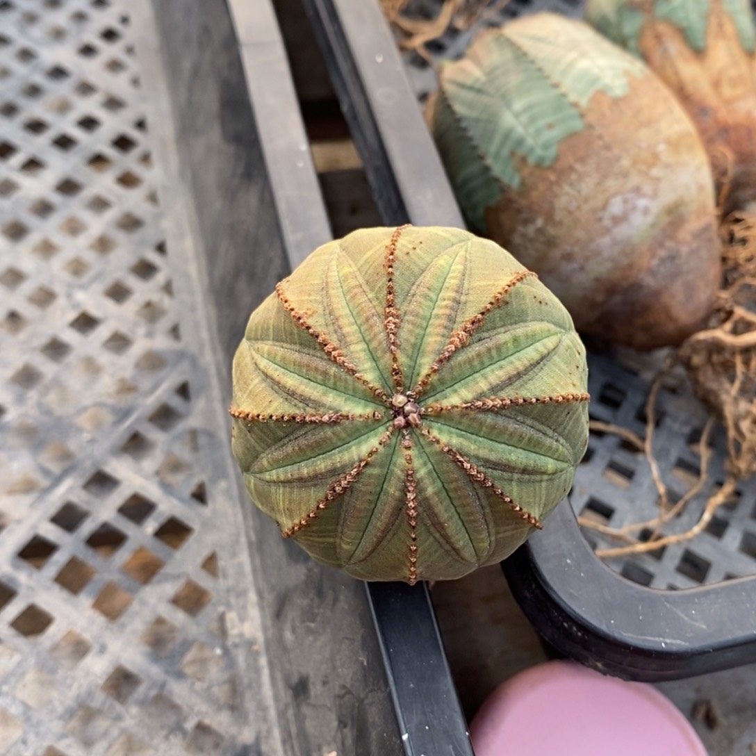 东***星布纹球精品一物一拍