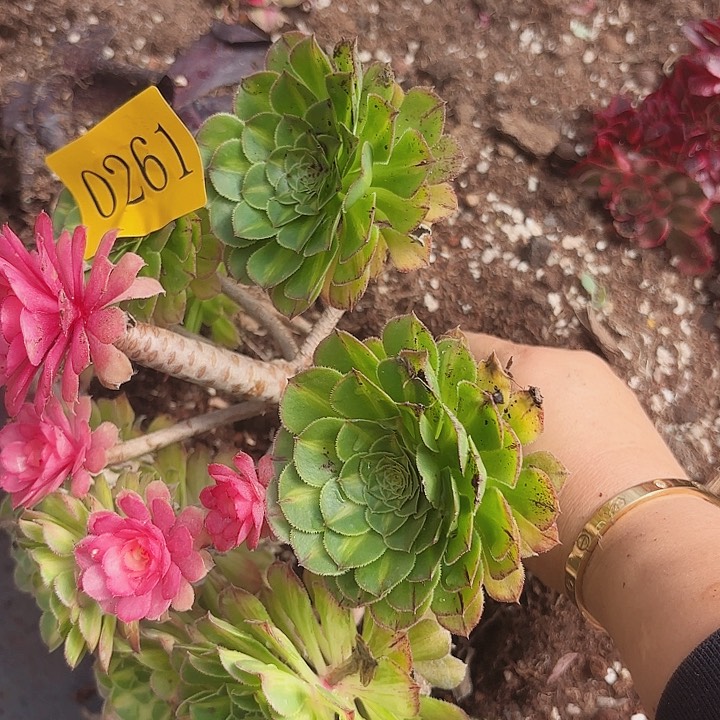 多肉植物知否261