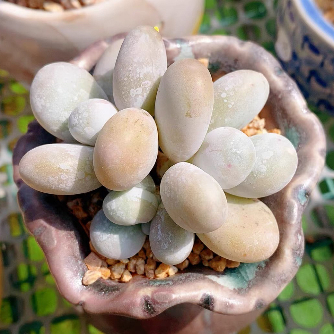 胖胖多肉超萌奶酪多肉植物室内阳台好养创意盆栽绿植盆栽