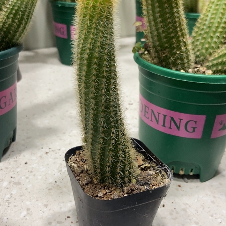 仙人球双色金妞单个自根