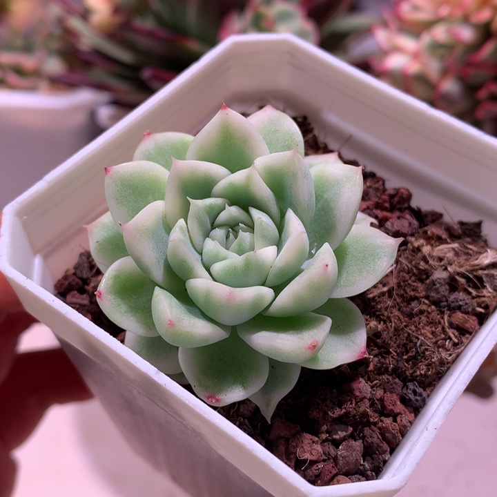 东云麦秆腹轮锦锦