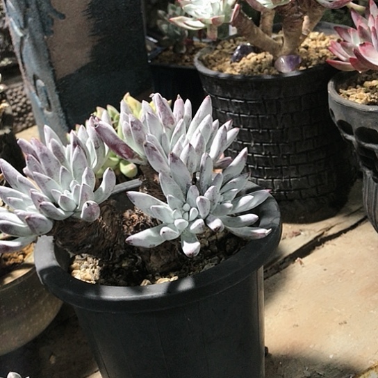 韩货原种仙女棒杯