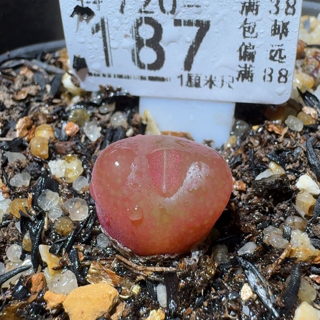 Sss生石花清货187