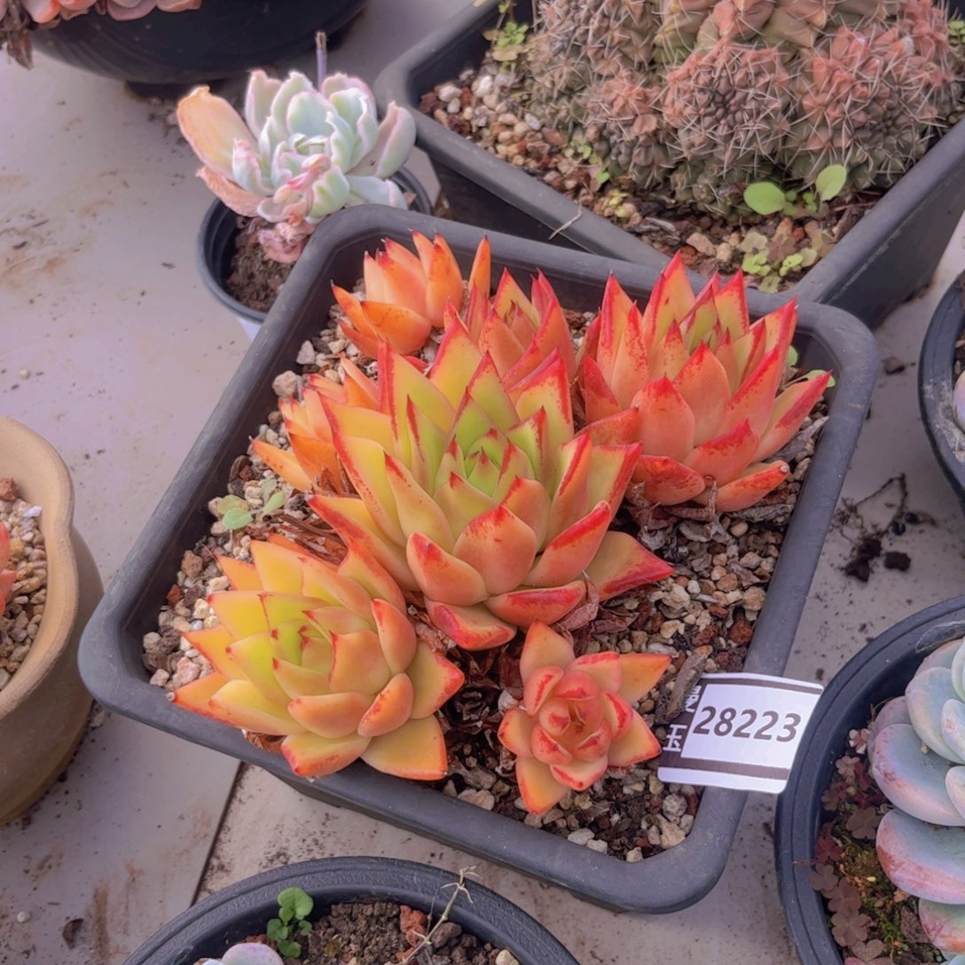 橙乌木多肉植物28223