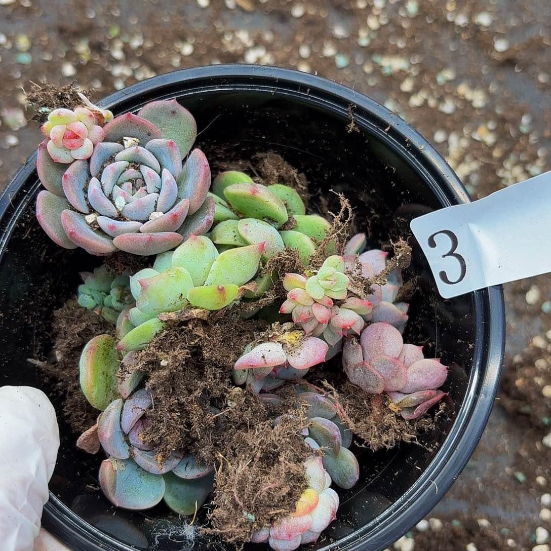 多肉植物多肉植物3