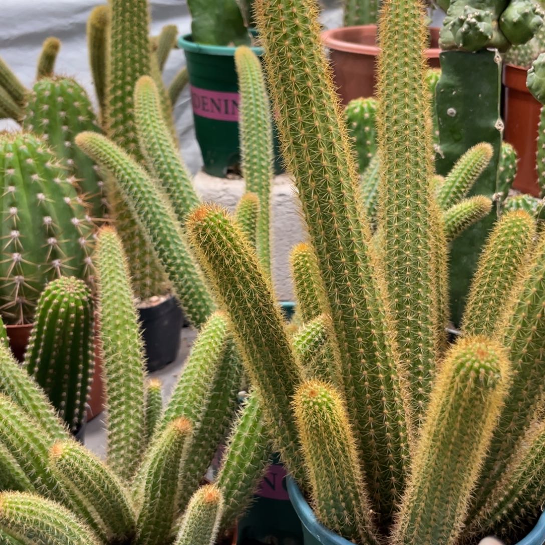 红蜻蜓橙仙子魔尔紫群生三盆组