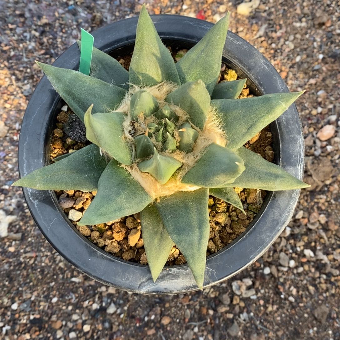 林****实生龙牙福利福利