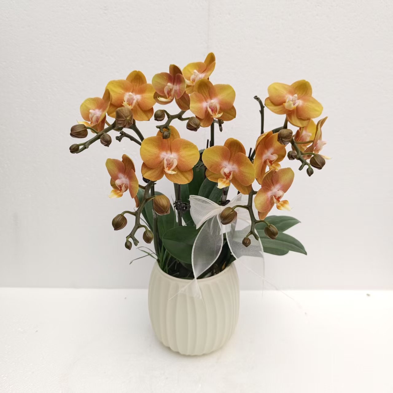 蝴蝶兰【拉斯维加斯】欧品复古黄色系室内种植观赏送礼带花发货