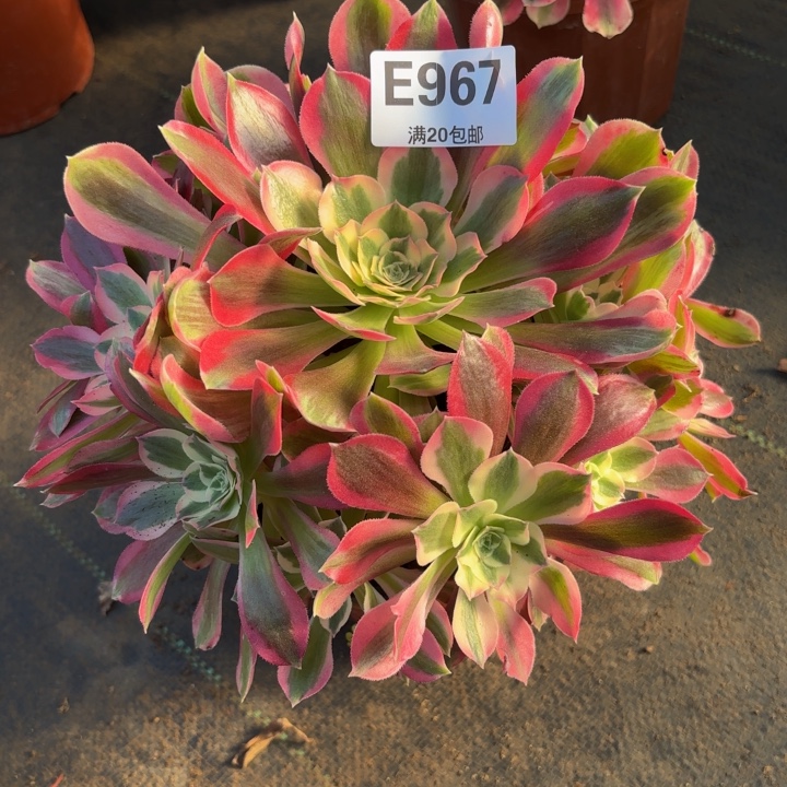 瑞妈，，，，。967布，？