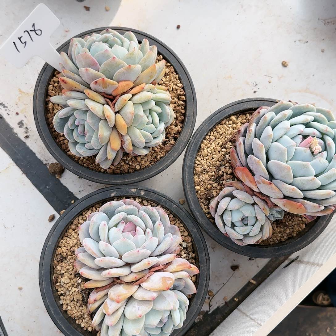 1578号3个一组38.8      肉