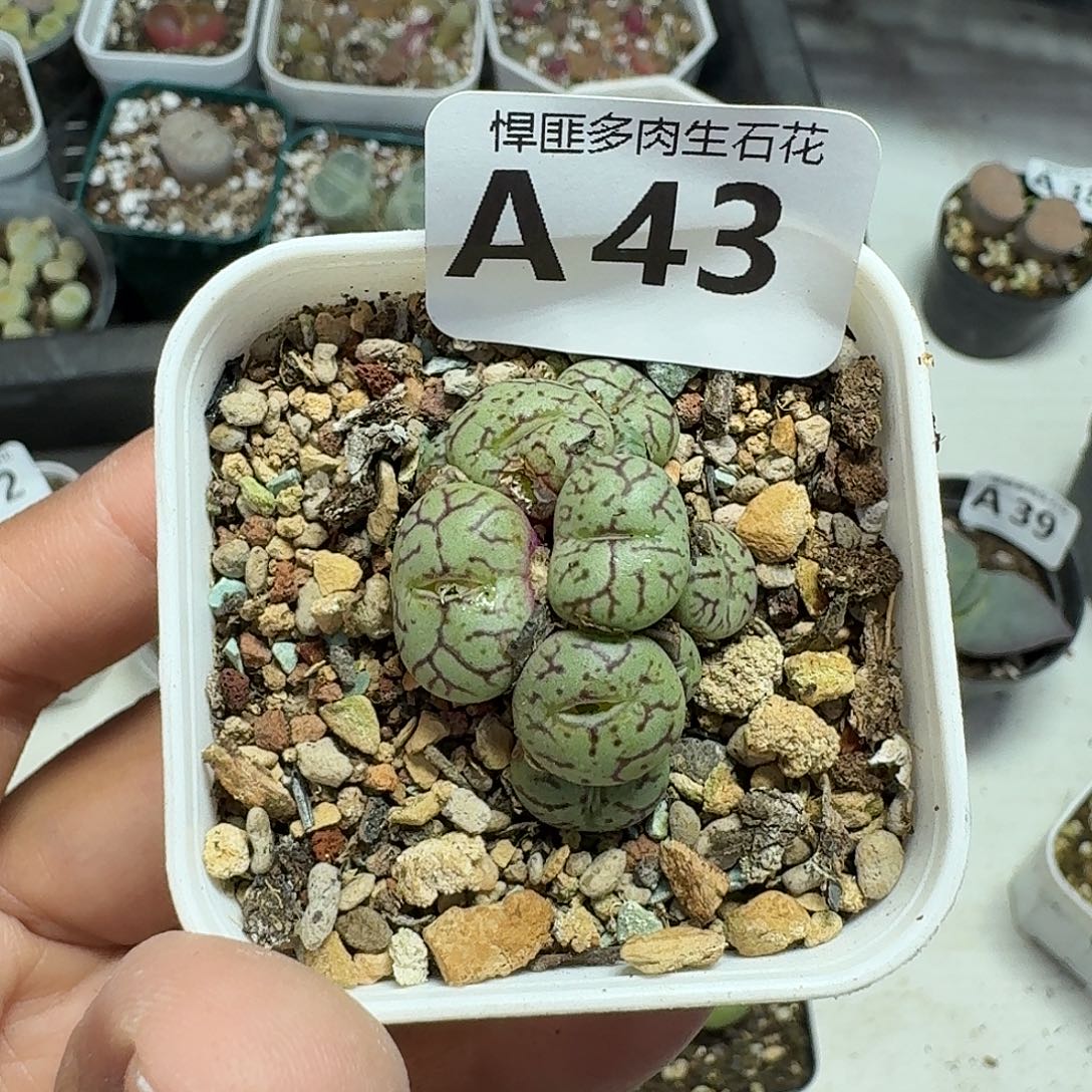 43多肉植物多肉植物