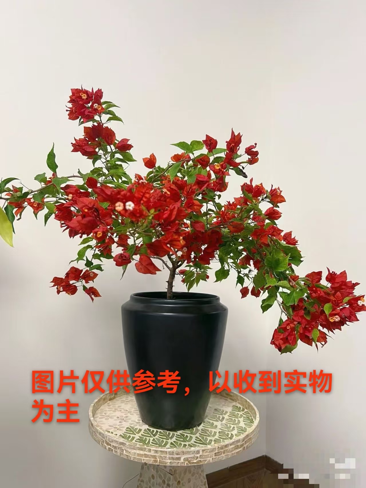 【热火桑巴】一物一拍基地直发阳台庭院可垂丝可飘枝可爬藤带花发货