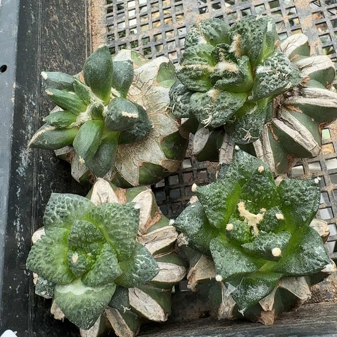 【闪购商品】无花朵清货四颗牡丹951
