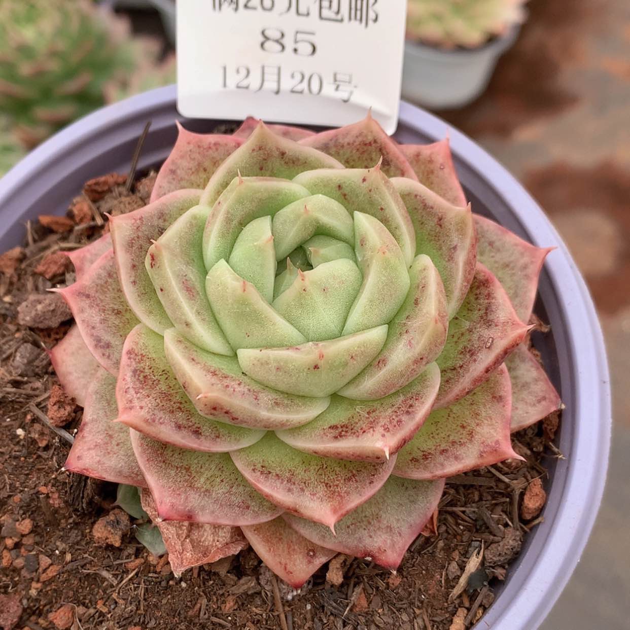 【闪购商品】云85号麦秆6厘米