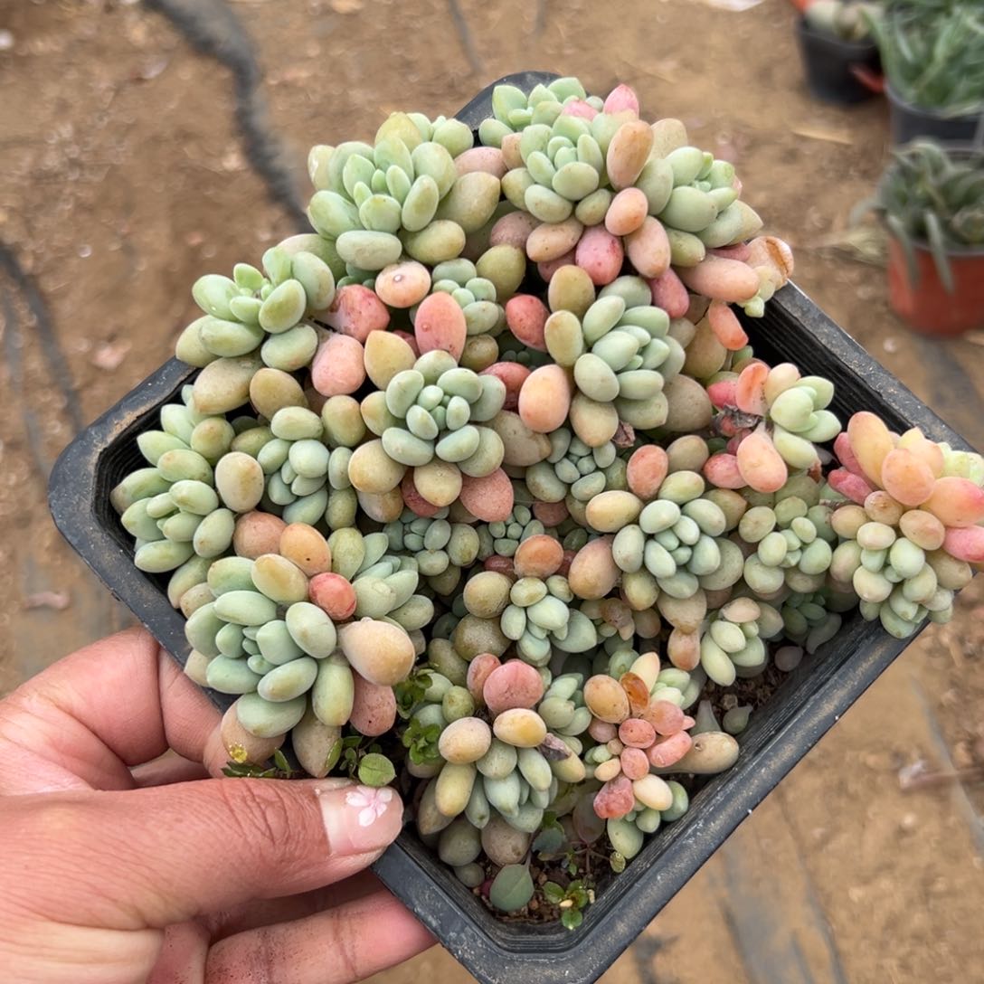 多肉植物鱼子酱群