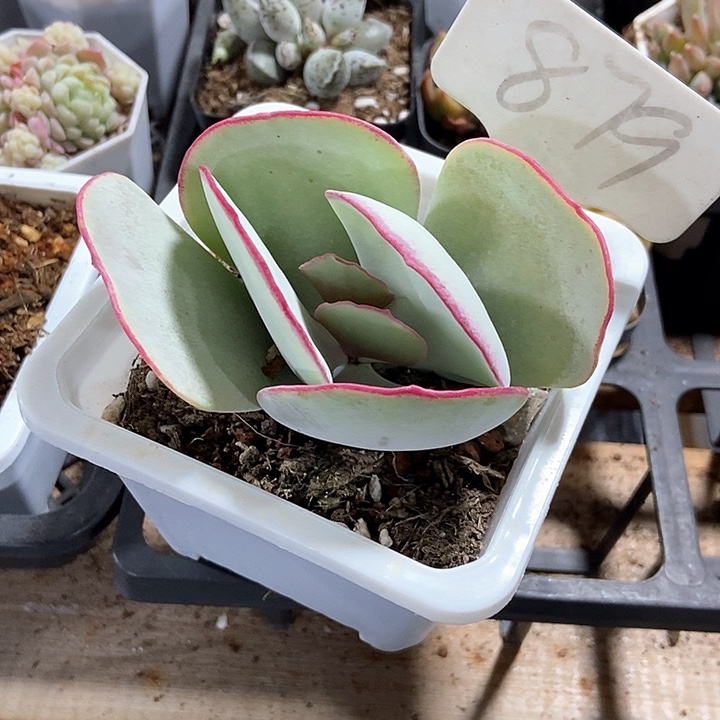 榕*多肉植物白眉879