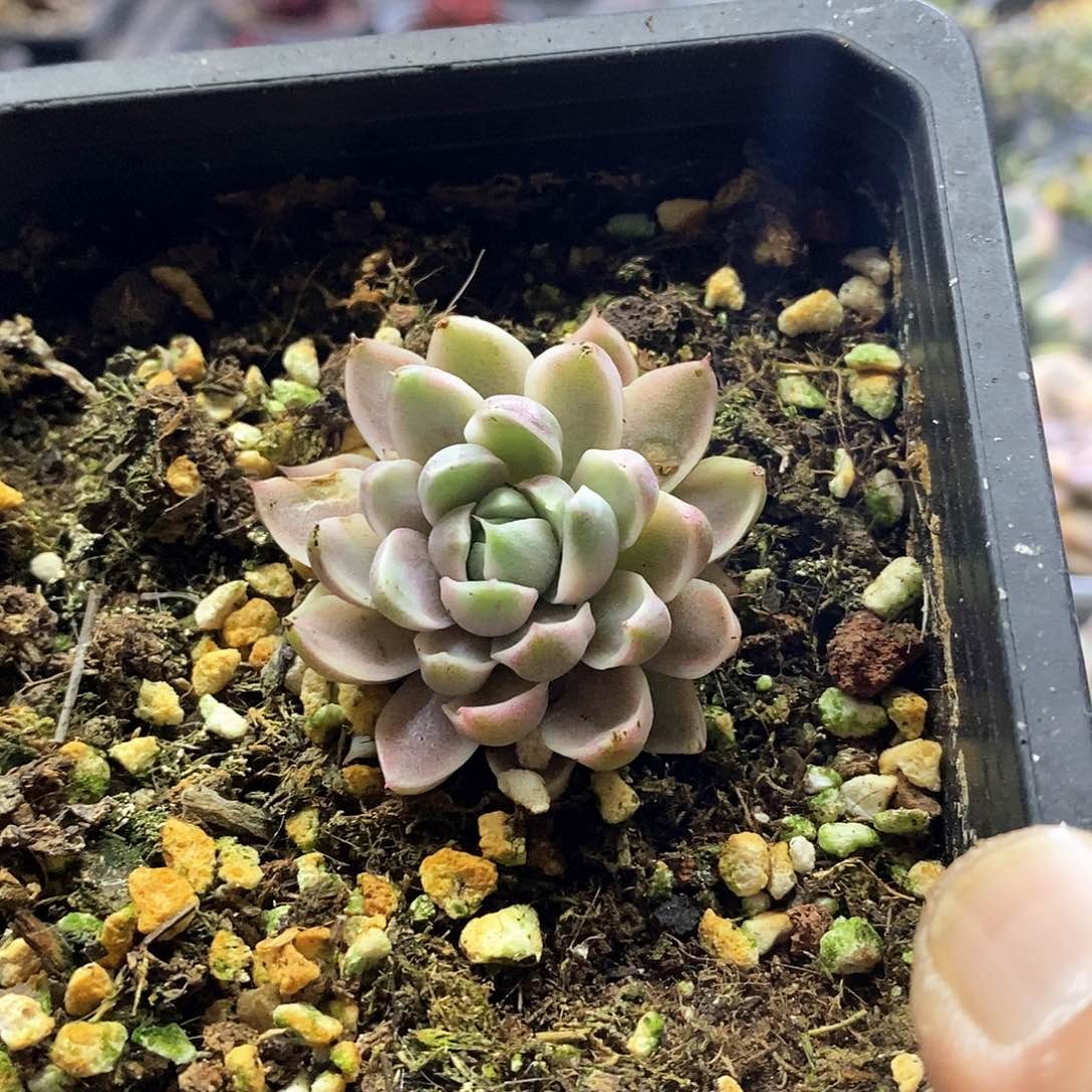 1434精美多肉玫瑰夫人锦