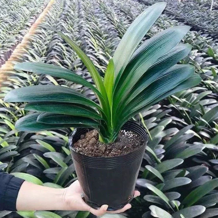 君子兰盆栽室内阳台客厅花卉好养耐寒耐热开花高档花苗