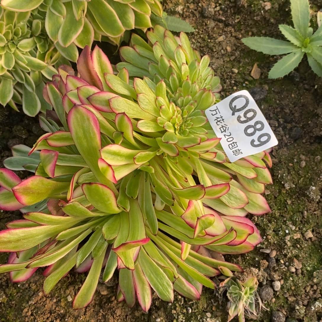 989美姬缀多肉植物