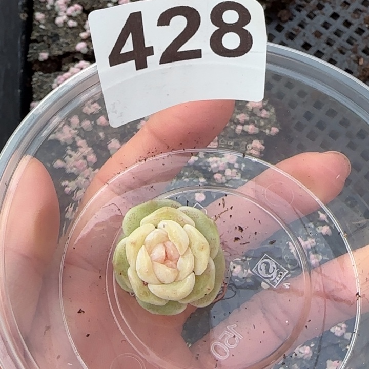 蜡***子428 号王者系列白月光多肉一盒