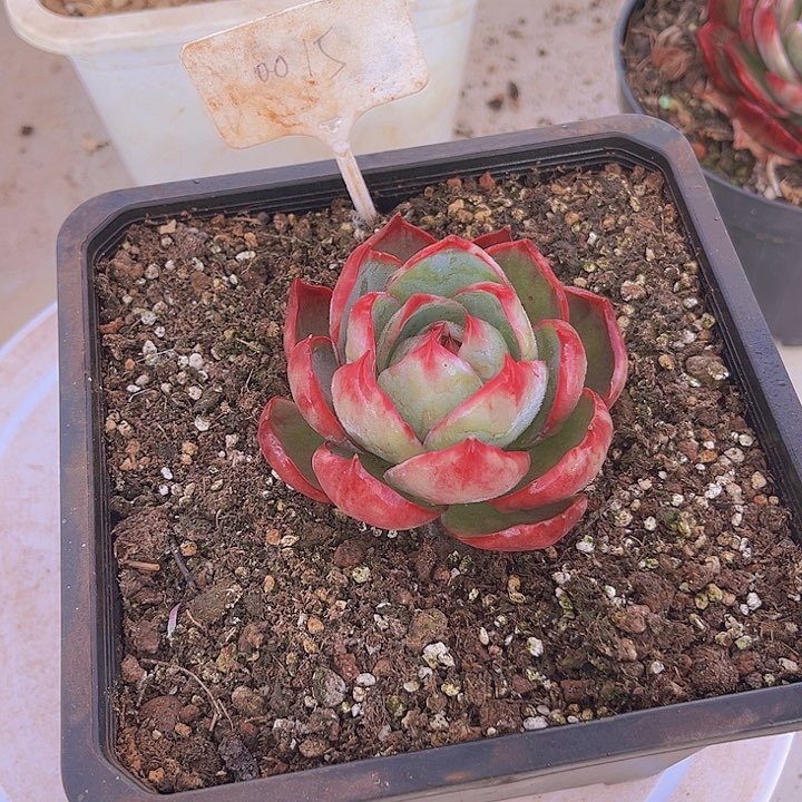 惊鸿仙子多肉植物15