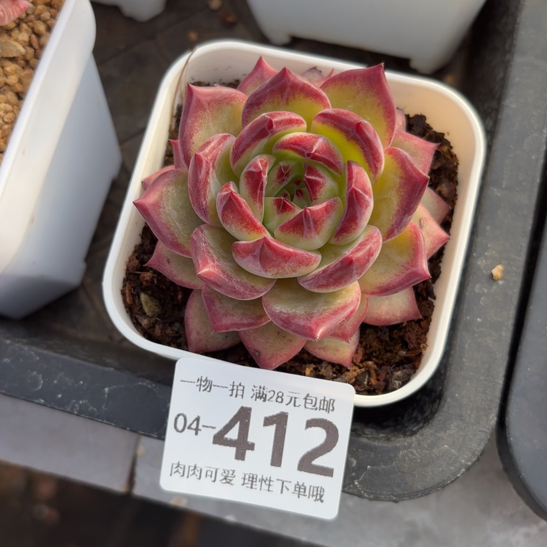 黑武士无盆土发货无