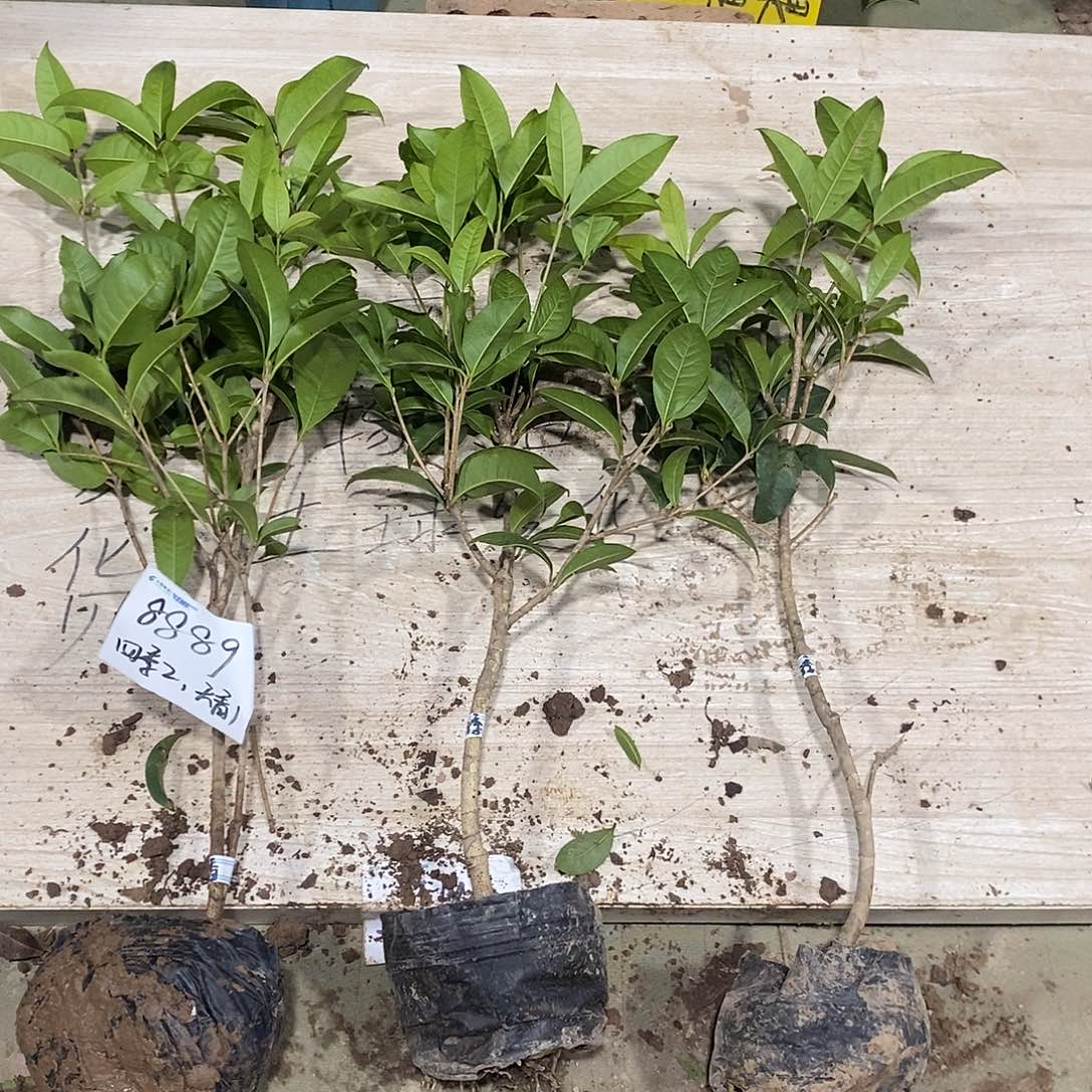 完全开放四季桂花一物一拍