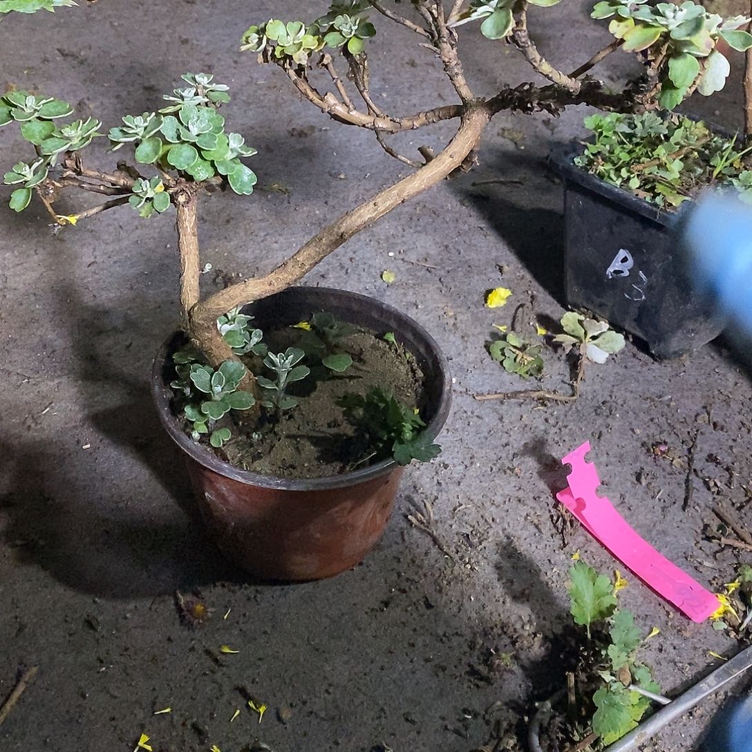 衲****完全开放盆景菊花