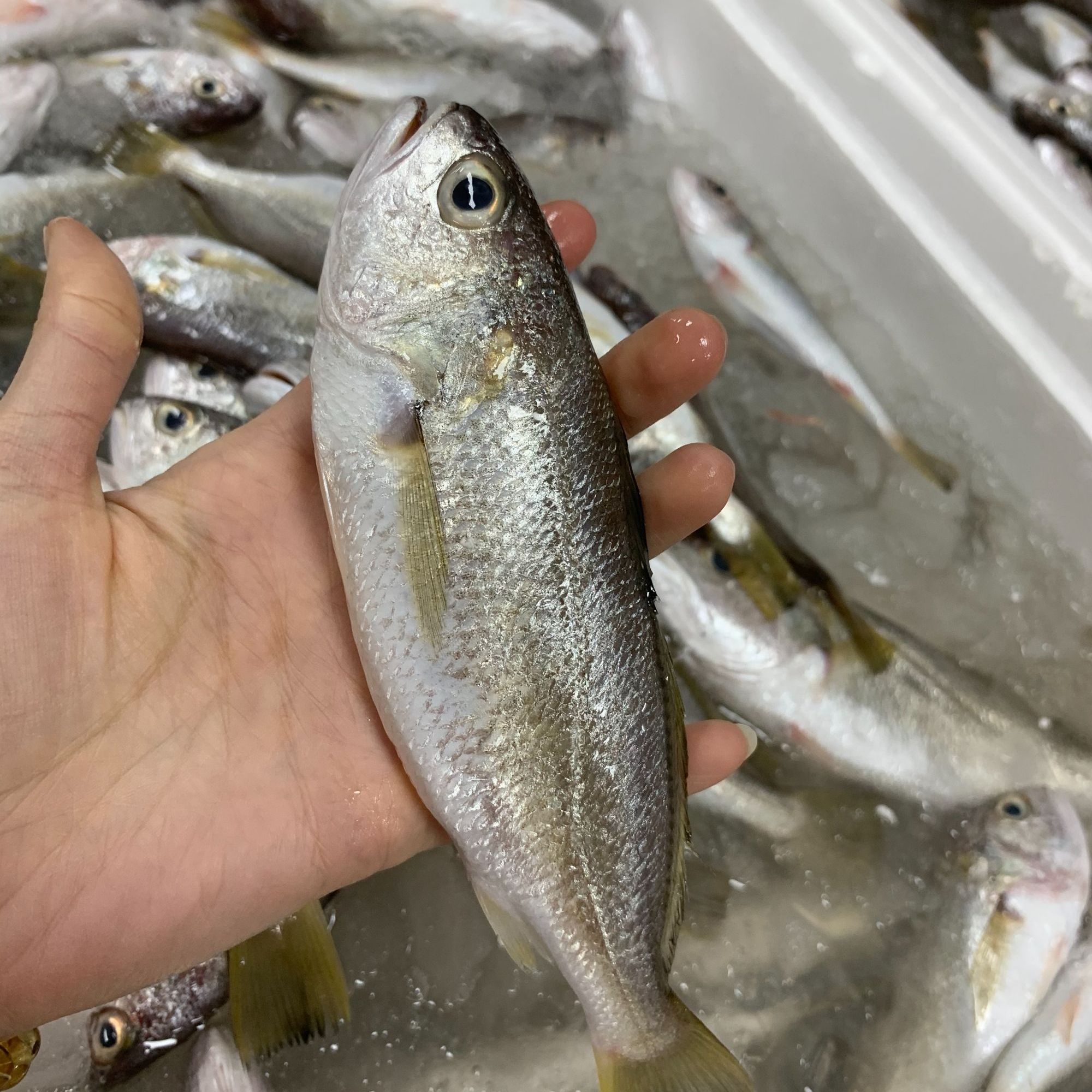 广东新鲜滑仔鱼【1斤8-10条左右，到手5斤】