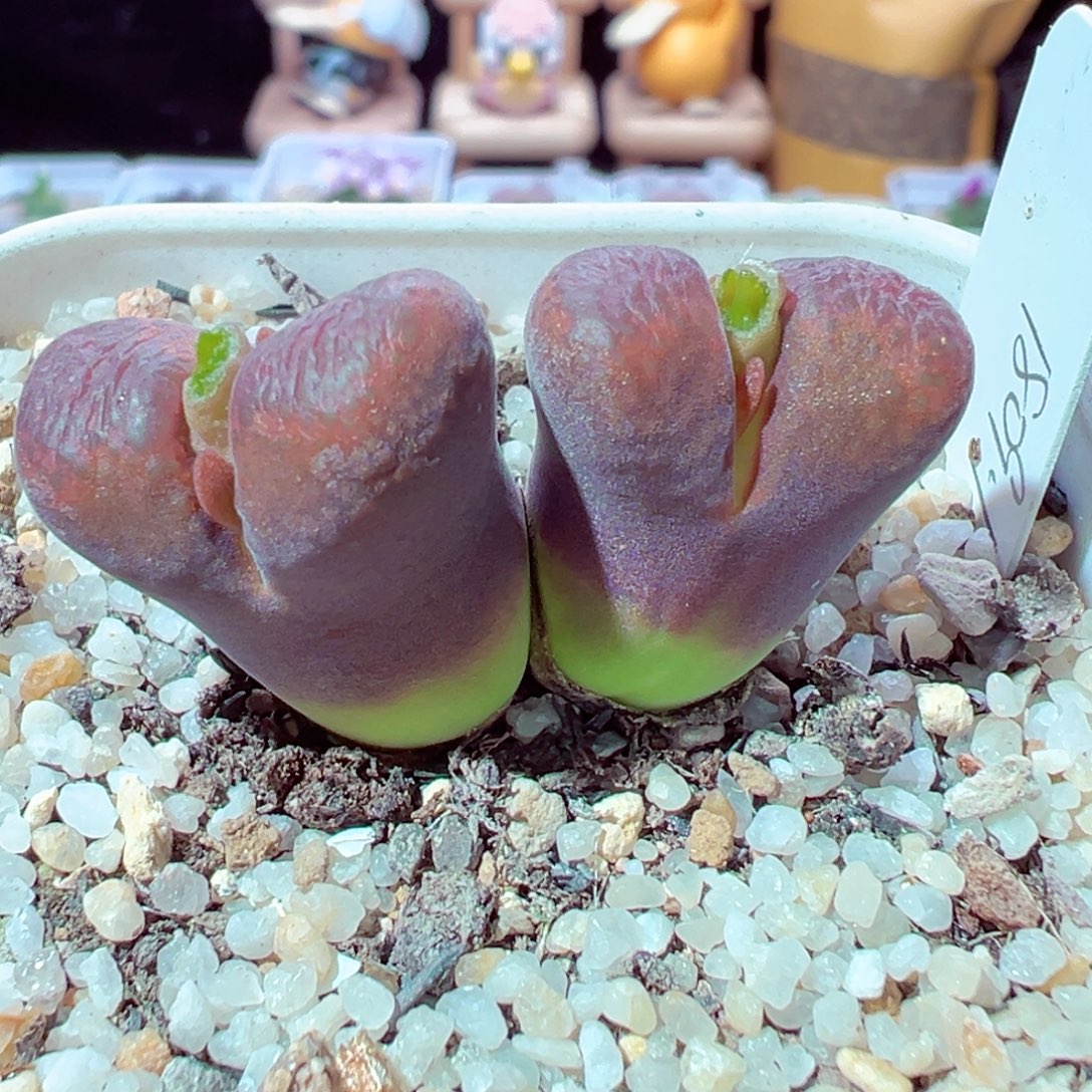 1112-404多肉多肉多肉