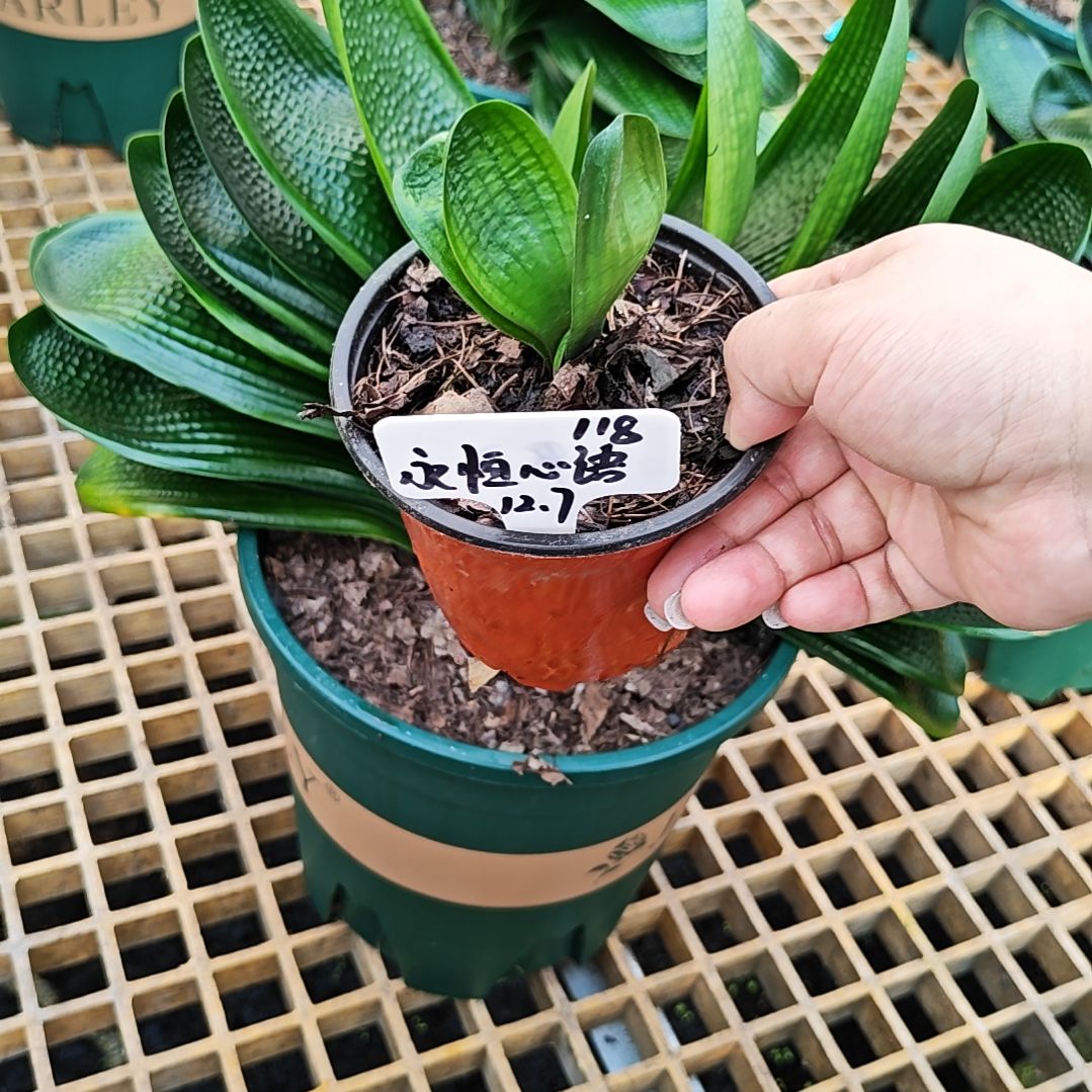 完全开放君子兰精品一年