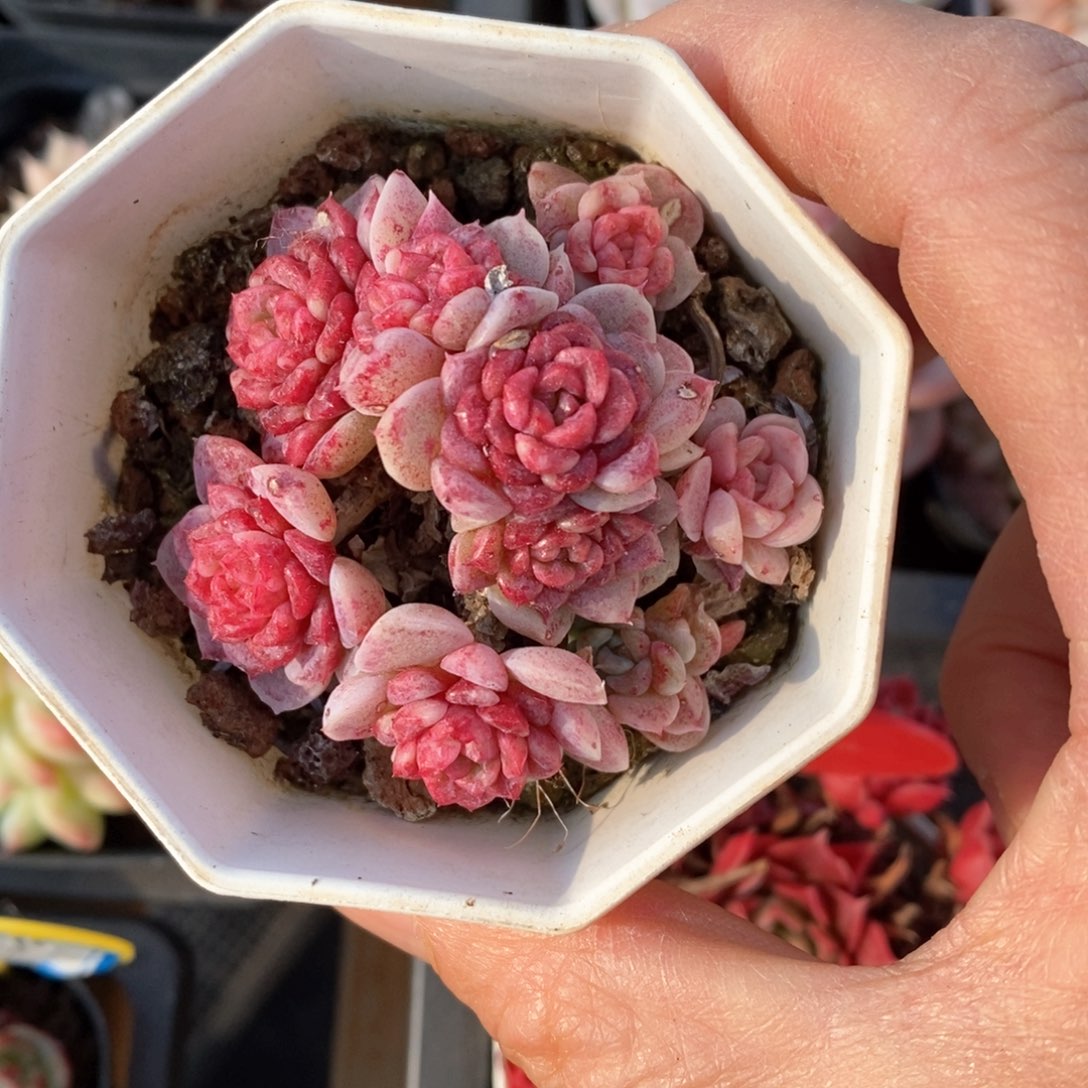 精品多肉一物一拍不包整174