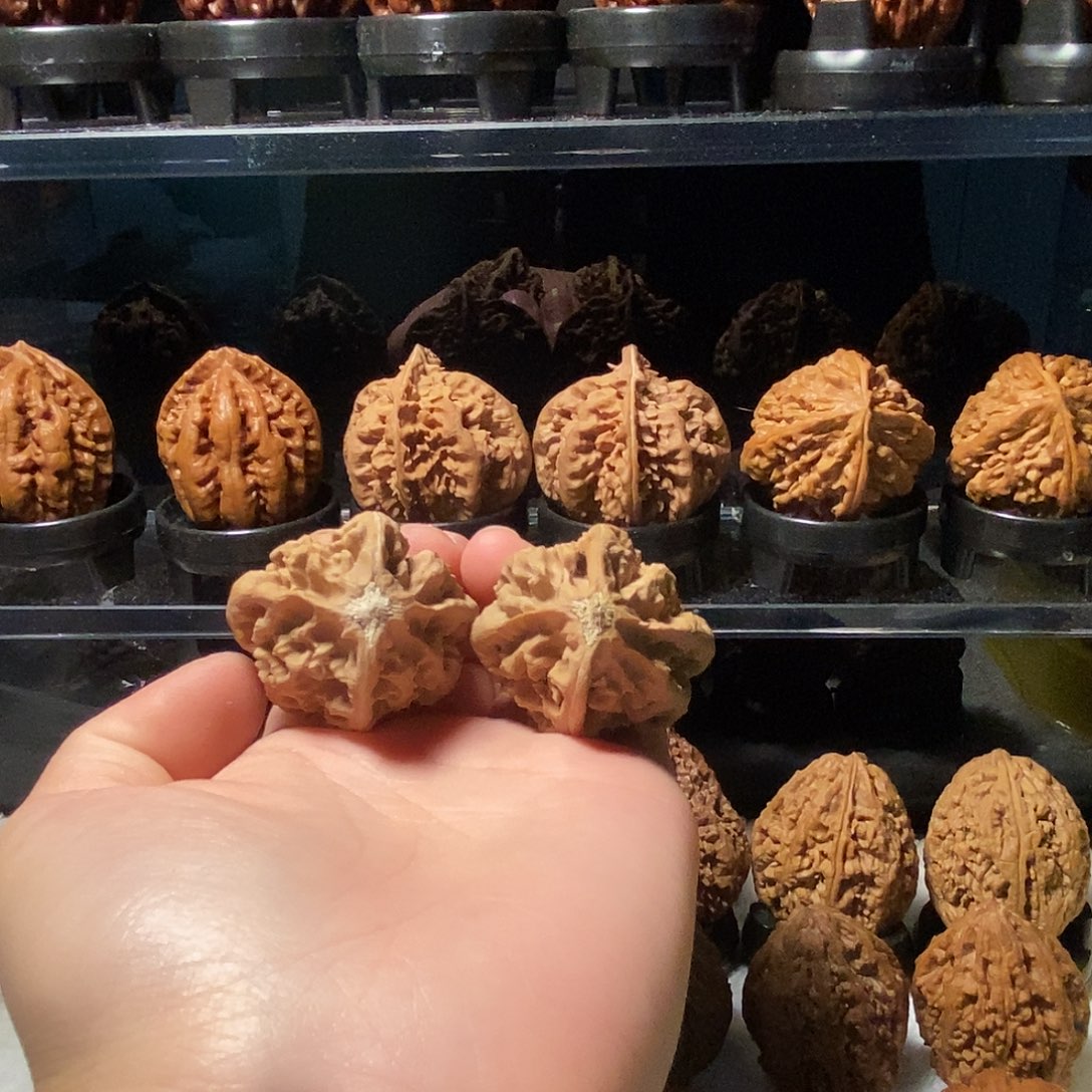 把件文玩核桃2号车