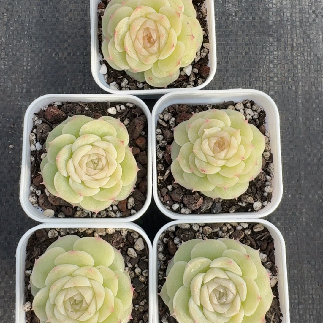 0104-06-无心绿一颗量拍