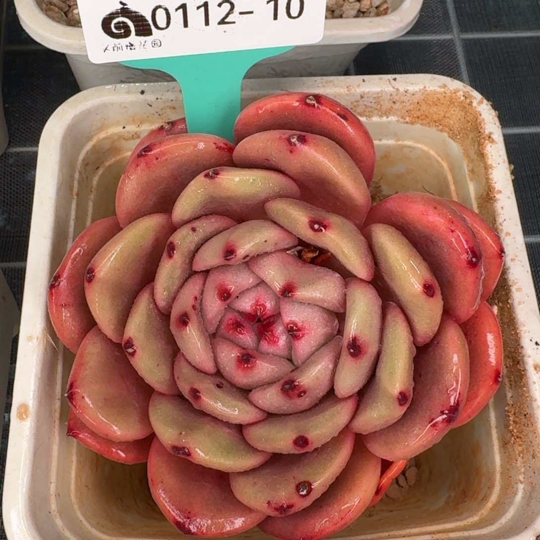 从前慢花园精选0112-10