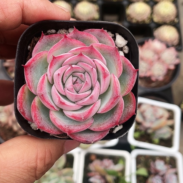 侧影5.8一盆888888888