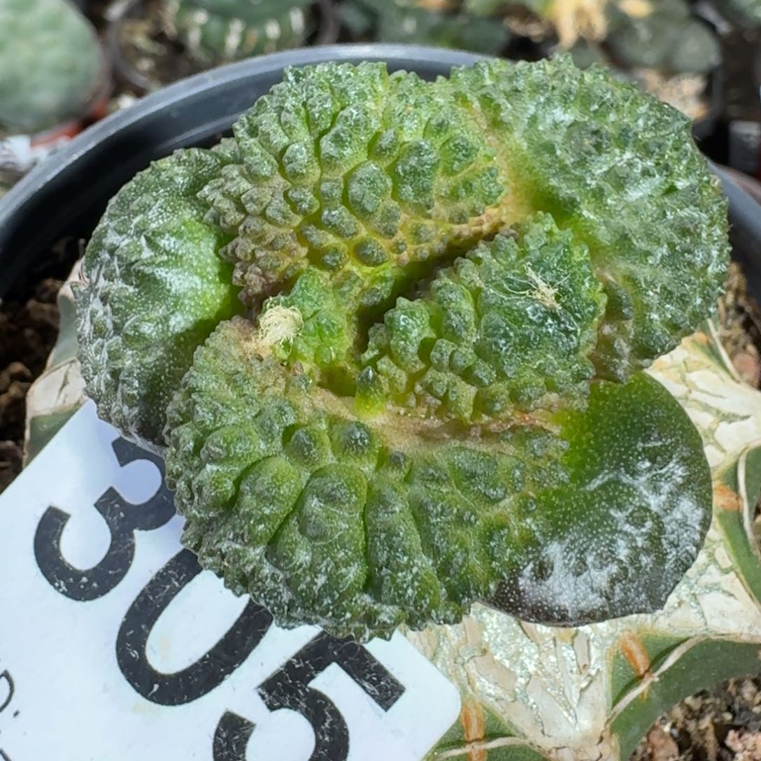 【闪购商品】大尤哥斯拉305