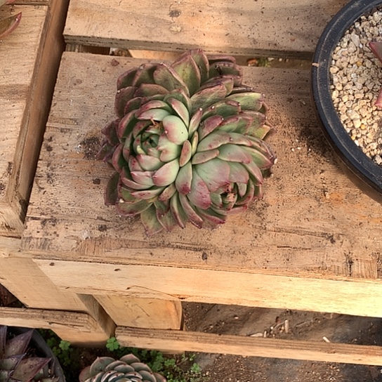 红*美肉特价活动开始了