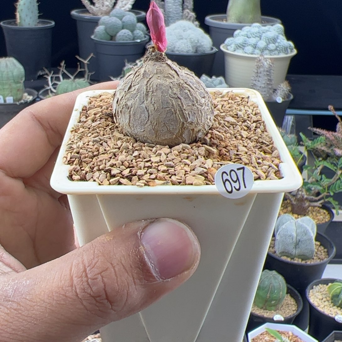 彗***️玫瑰大戟一物一拍