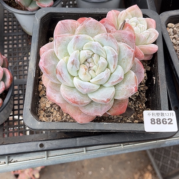 阿雅园艺。       8862冰玉