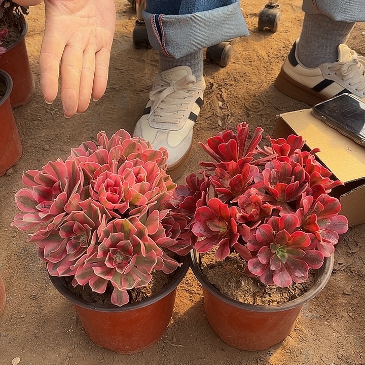 粉女巫➕美杜莎样品组合