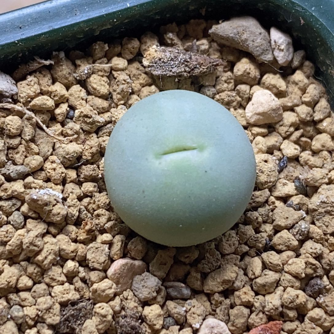 韩版433v嘴韩版433v嘴